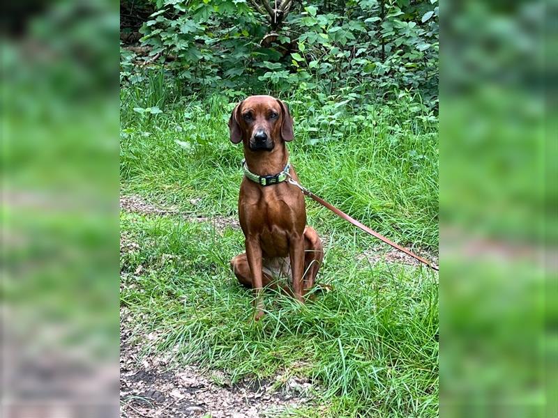 Rhodesian Ridgeback x Bayrischer Gebirgsschweisshund