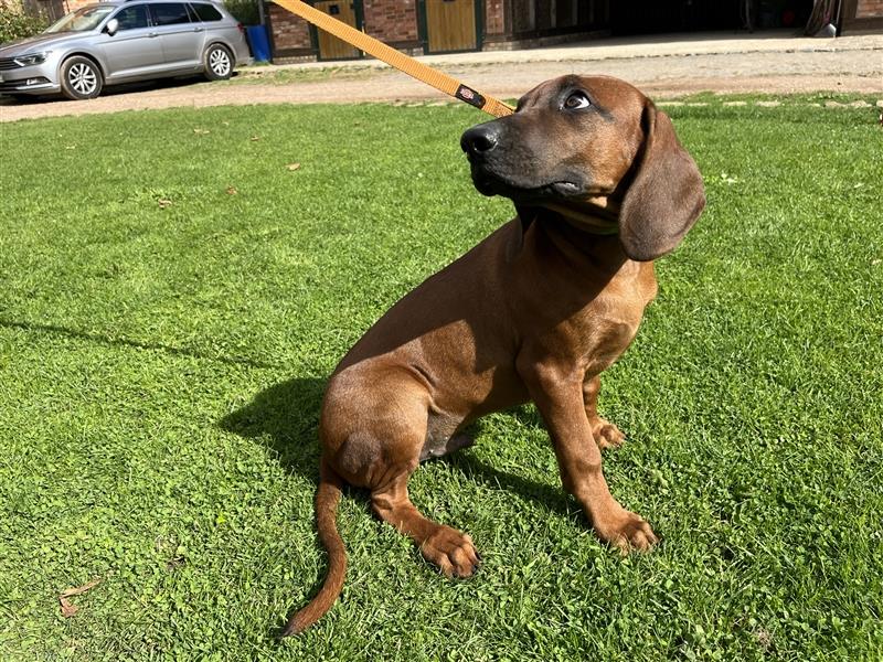 Rhodesian Ridgeback x Bayrischer Gebirgsschweisshund