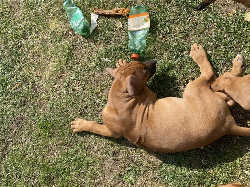 Rhodesian Ridgeback Welpen