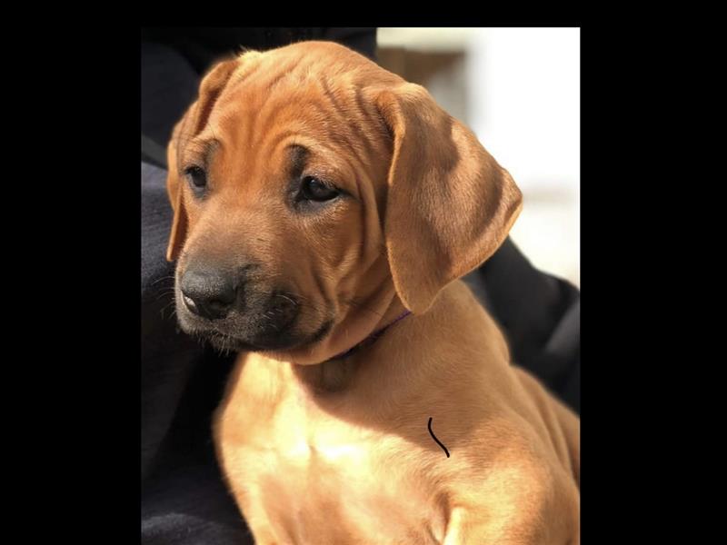 Rhodesian Ridgeback Welpen