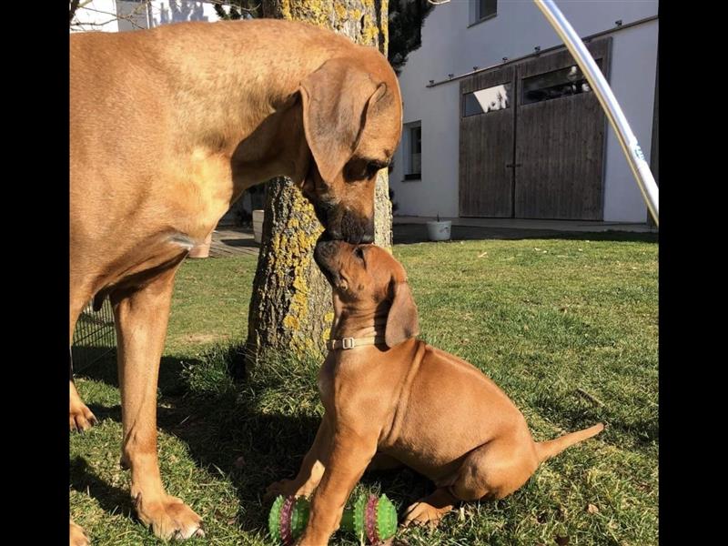 Rhodesian Ridgeback Welpen