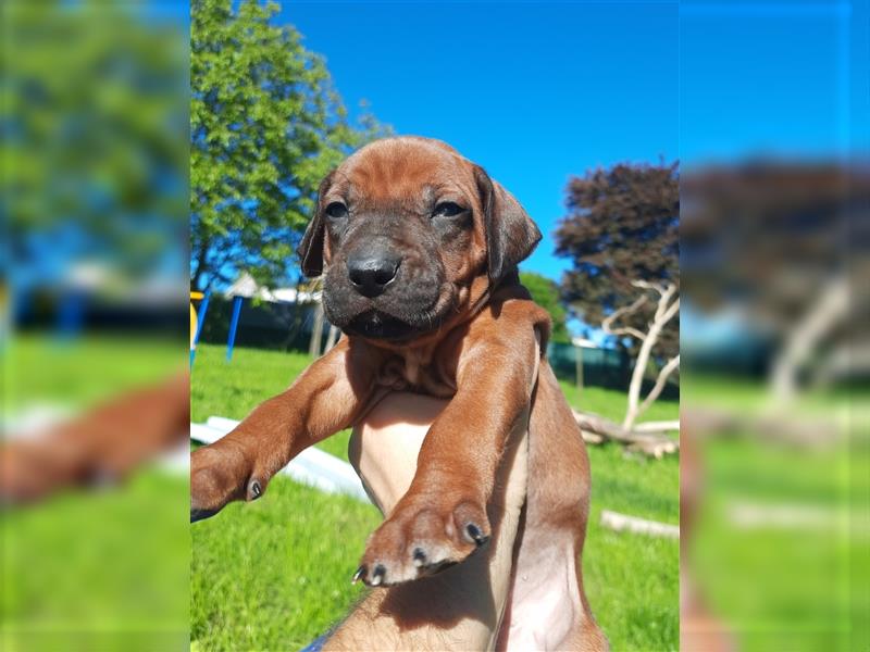 Rhodesian Ridgeback-Welpen