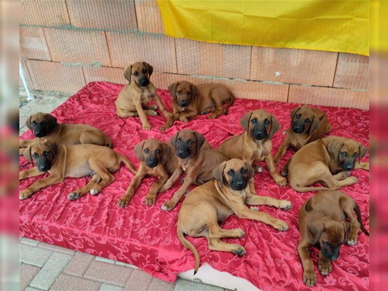 Süße Rhodesian Ridgeback Welpen