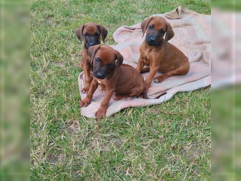 Süße Rhodesian Ridgeback Welpen