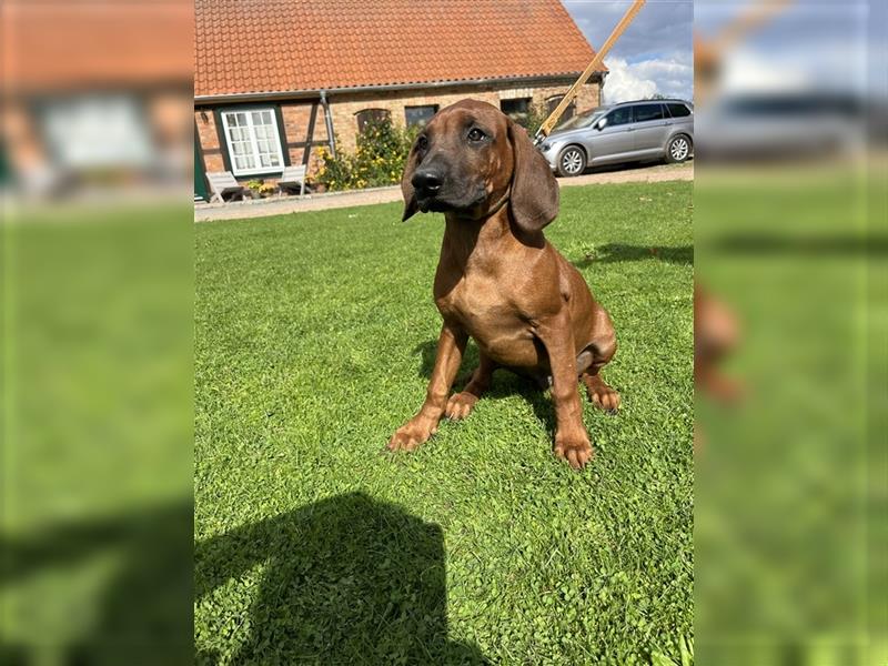 Rhodesian Ridgeback x Bayrischer Gebirgsschweisshund