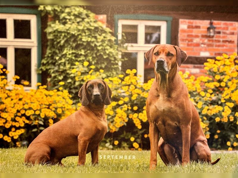 Rhodesian Ridgeback x Bayrischer Gebirgsschweisshund