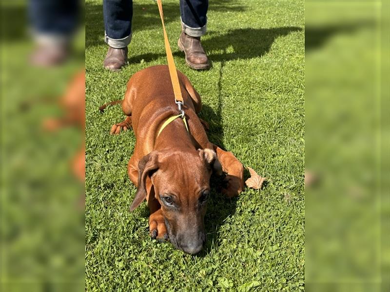 Rhodesian Ridgeback x Bayrischer Gebirgsschweisshund