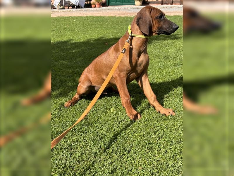 Rhodesian Ridgeback x Bayrischer Gebirgsschweisshund