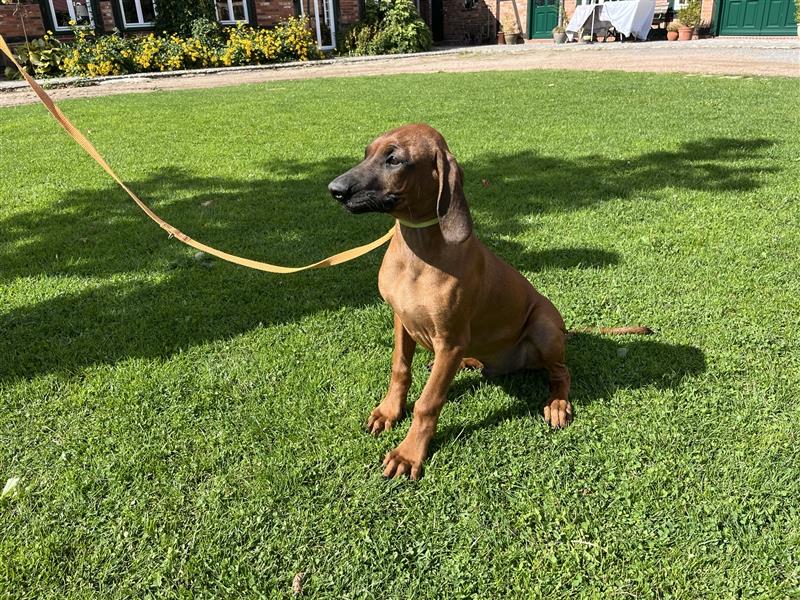 Rhodesian Ridgeback x Bayrischer Gebirgsschweisshund