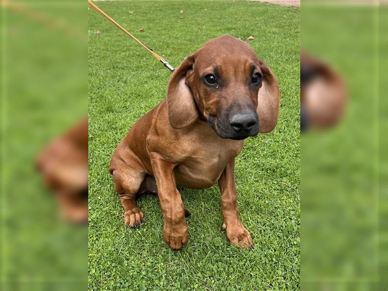 Rhodesian Ridgeback x Bayrischer Gebirgsschweisshund