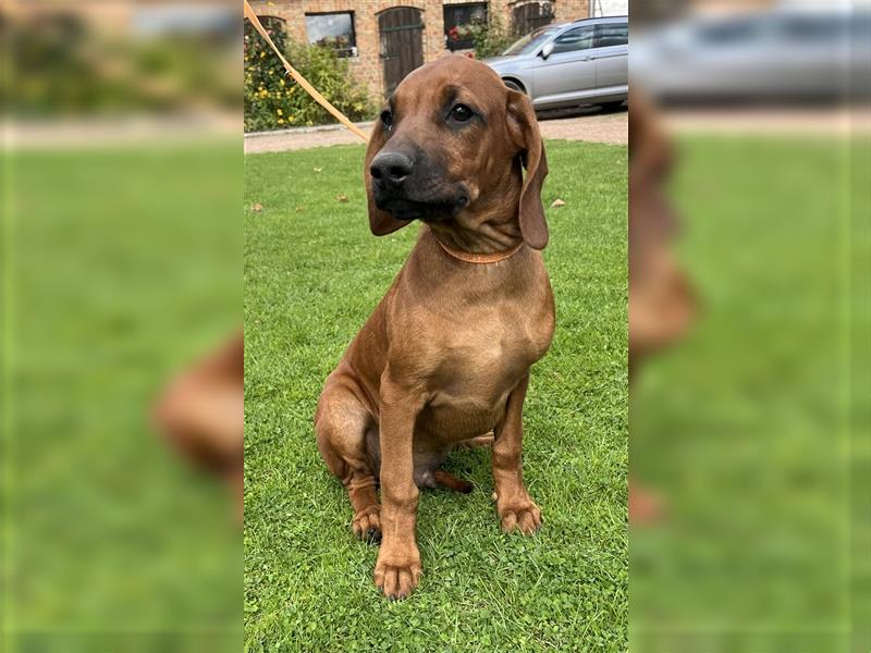 Rhodesian Ridgeback x Bayrischer Gebirgsschweisshund