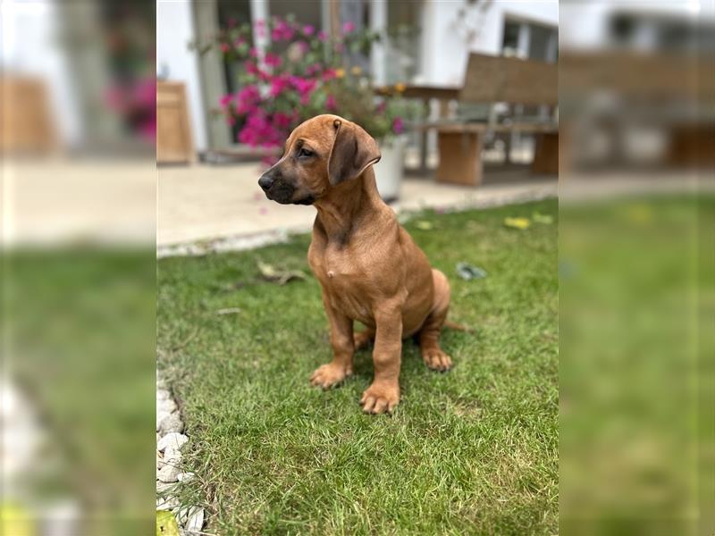 Rhodesian Ridgeback Welpen