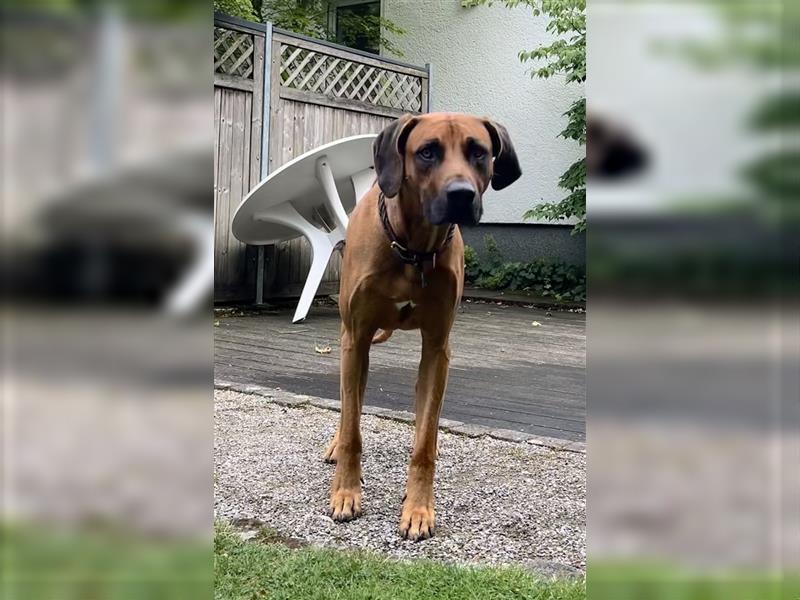 Rhodesian Ridgeback Deckrüde