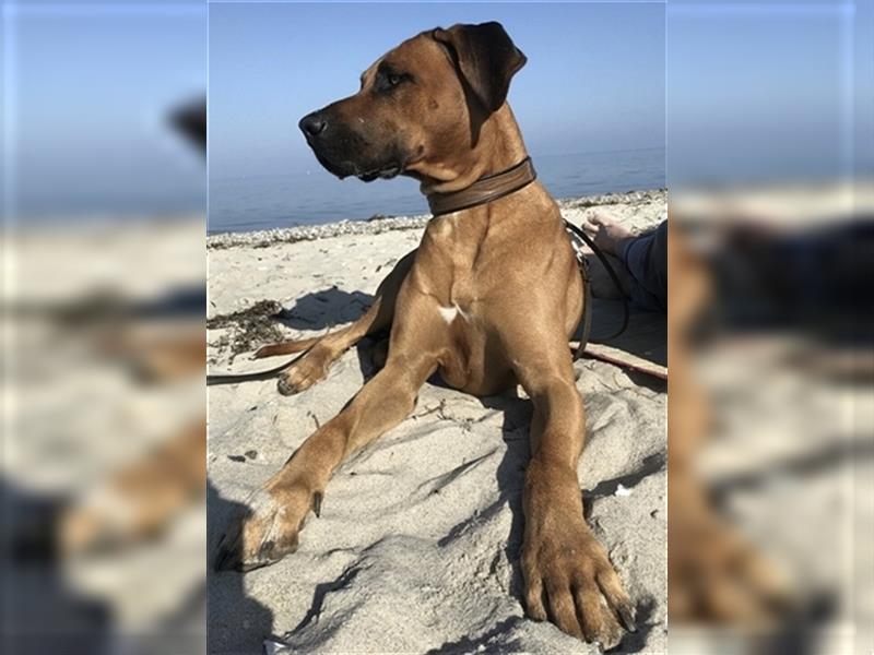 Rhodesian Ridgeback Deckrüde