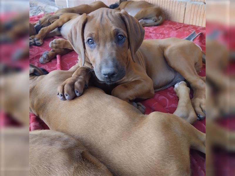 Süße Rhodesian Ridgeback Welpen