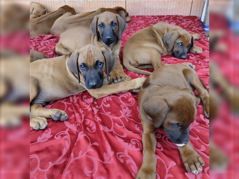 Süße Rhodesian Ridgeback Welpen