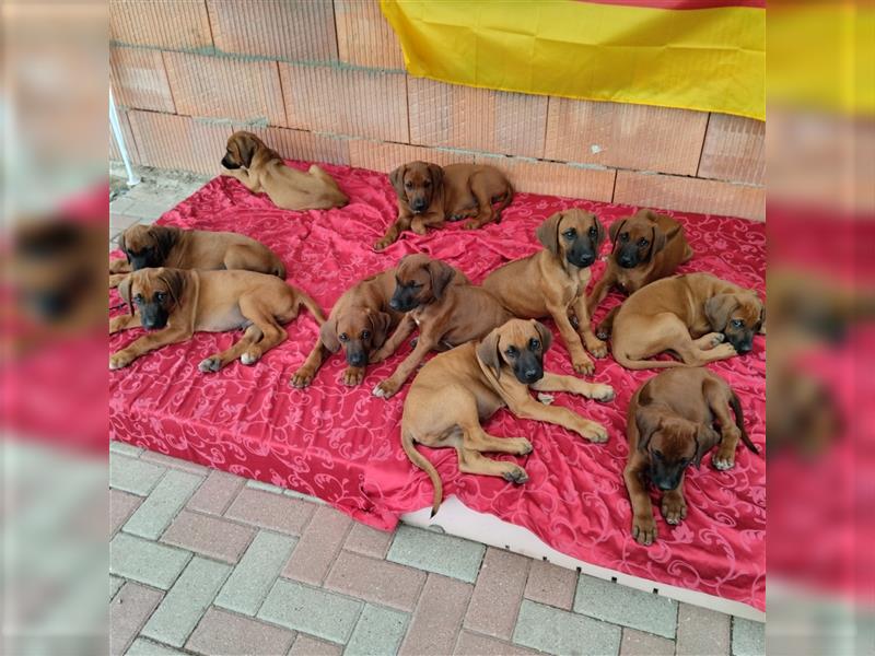 Süße Rhodesian Ridgeback Welpen