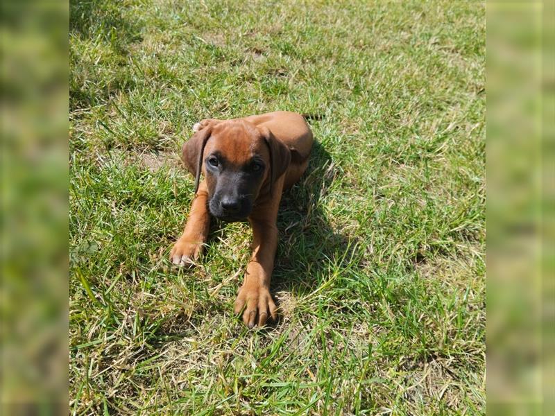 Süße Rhodesian Ridgeback Welpen