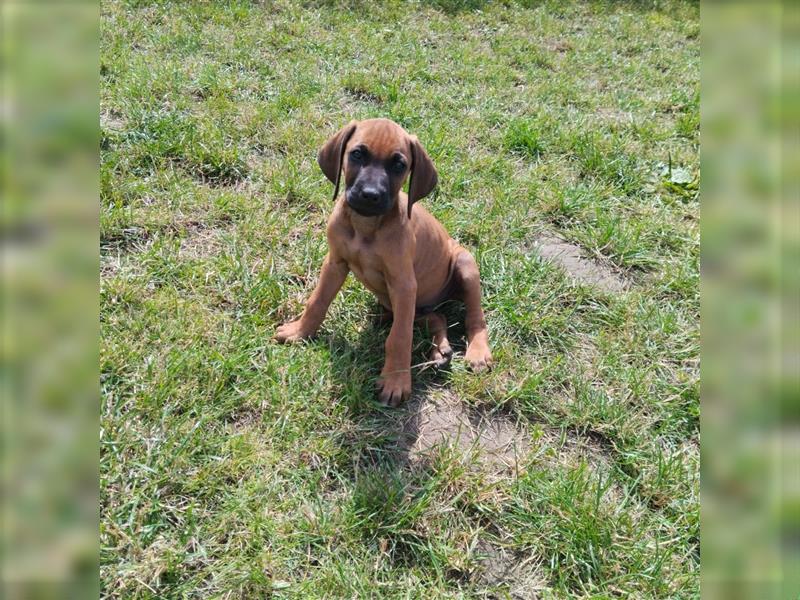 Süße Rhodesian Ridgeback Welpen