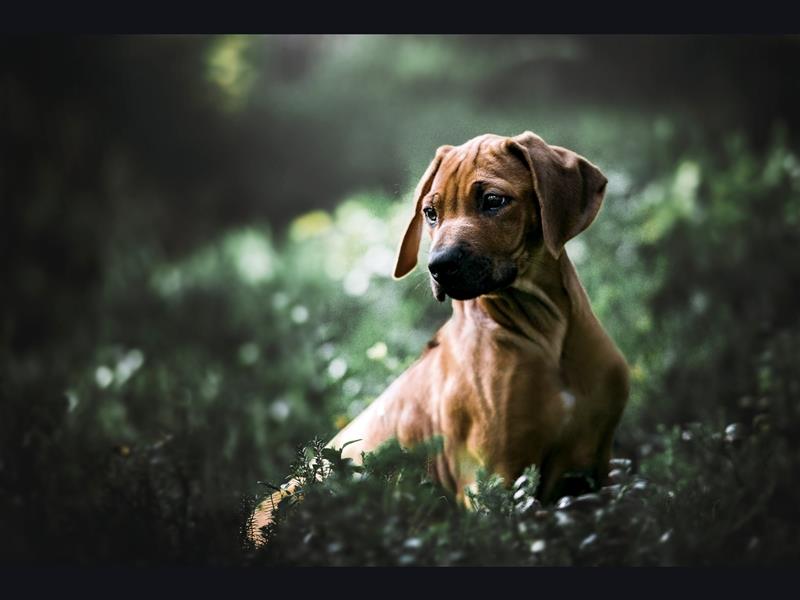 Rhodesian Ridgeback Welpen