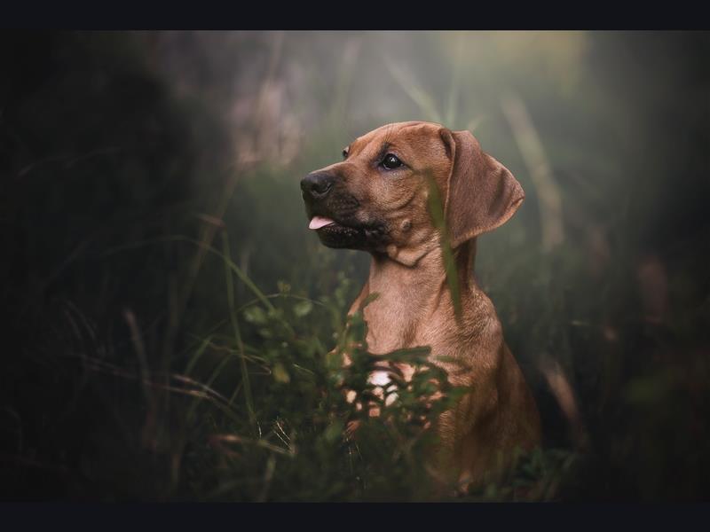 Rhodesian Ridgeback Welpen