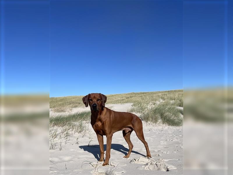 Rhodesien Ridgeback Deckrüde