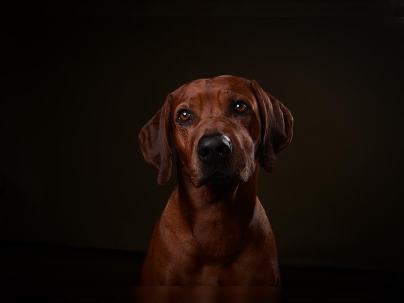 Rhodesien Ridgeback Deckrüde