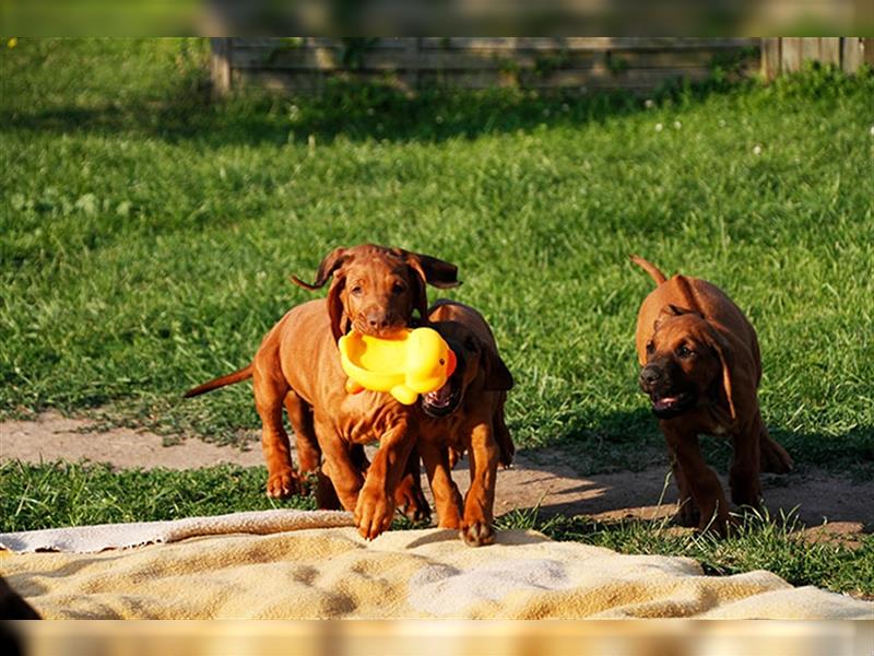 Wurfwiederholung der Verpaarung zwischen Abby und Milo /  2025