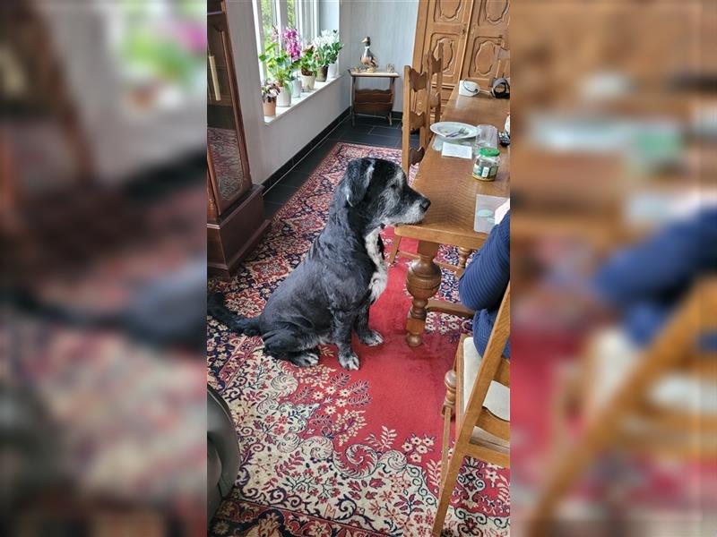 Riesenschnauzermix sucht ein neues freundliche Zuhause