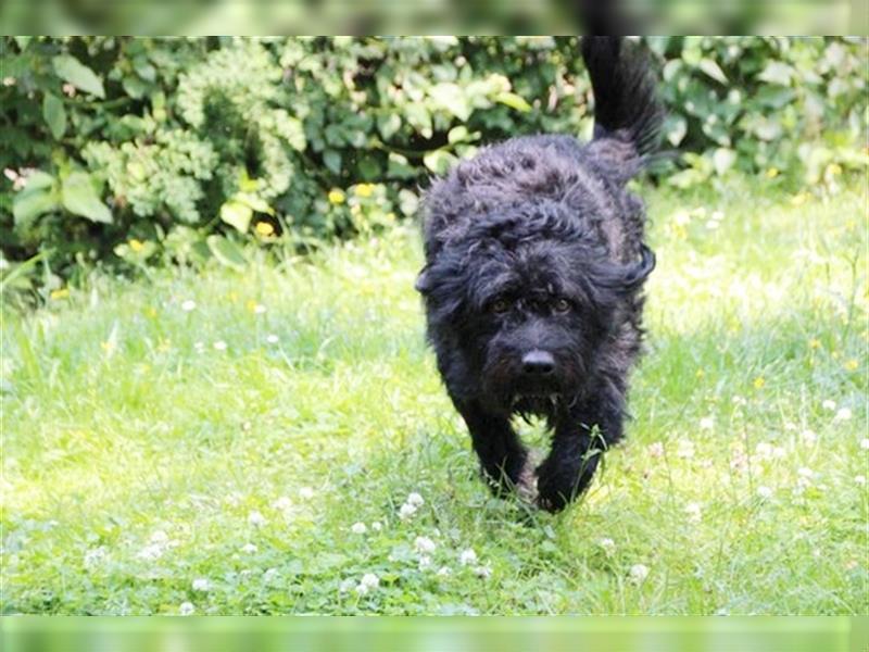 Forest, Riesenschnauzer-Mix, geb. 2022, flippiger Flausenkopf su. Familie mit Haus und Hof