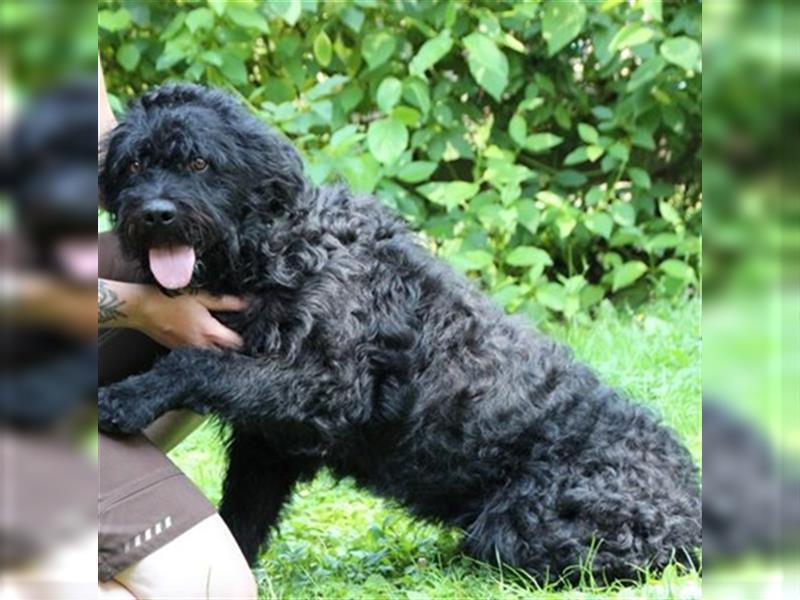 Forest, Riesenschnauzer-Mix, geb. 2022, flippiger Flausenkopf su. Familie mit Haus und Hof