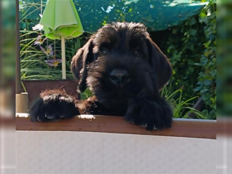 Riesenschnauzer schwarz Welpen mit Pap.