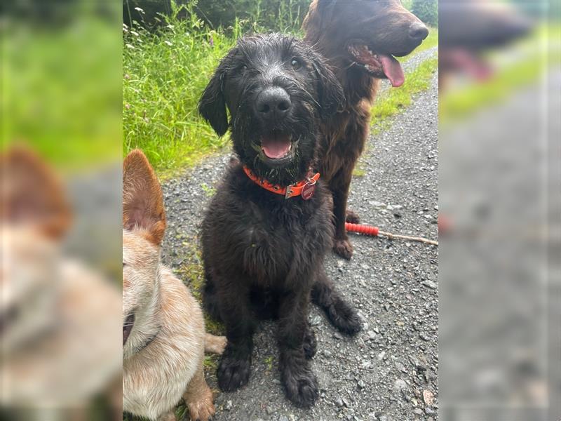 Riesenschnauzer Junghund Rüde mit VDH Papieren