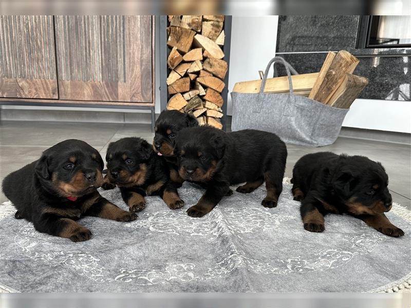 Reinrassige Rottweiler Welpen