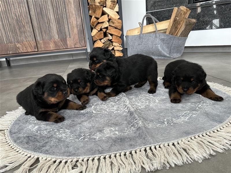 Reinrassige Rottweiler Welpen