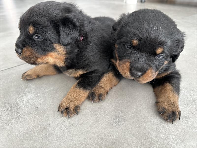 Reinrassige Rottweiler Welpen