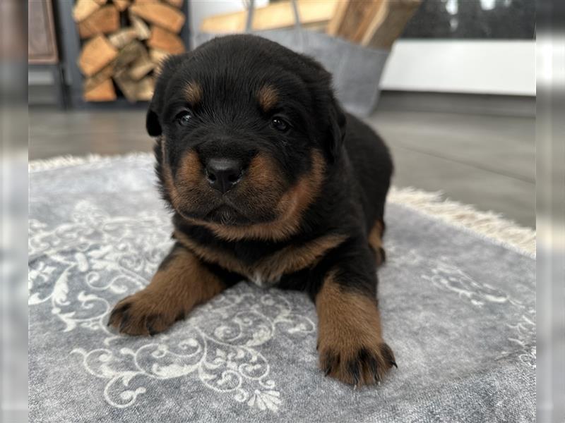 Reinrassige Rottweiler Welpen