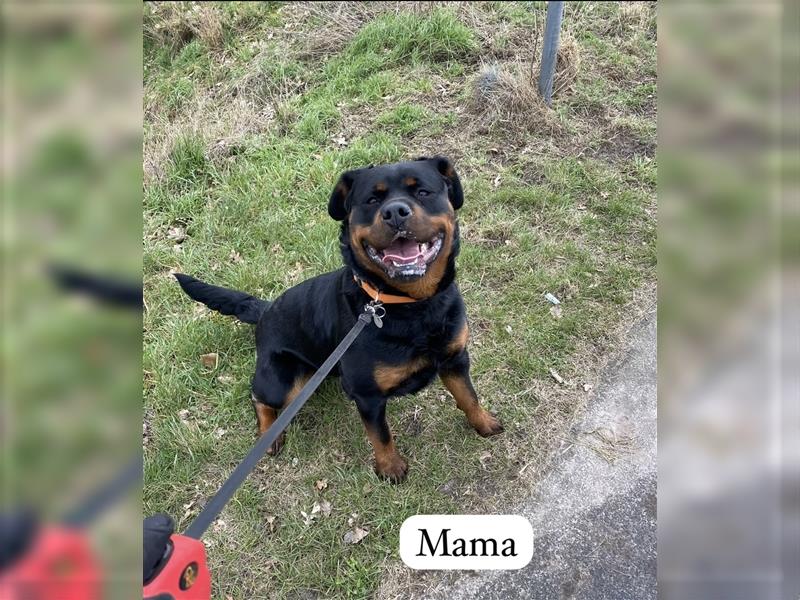 Reinrassige Rottweiler Welpen