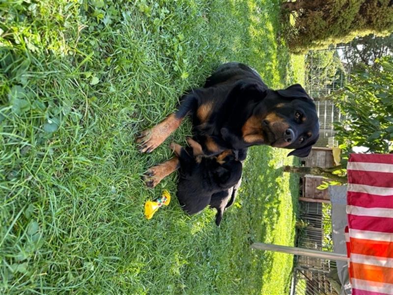 Rottweiler Welpen