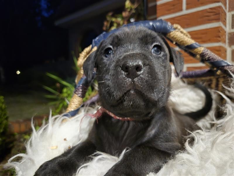 Wundervolle Bully-Rottweilerwelpen