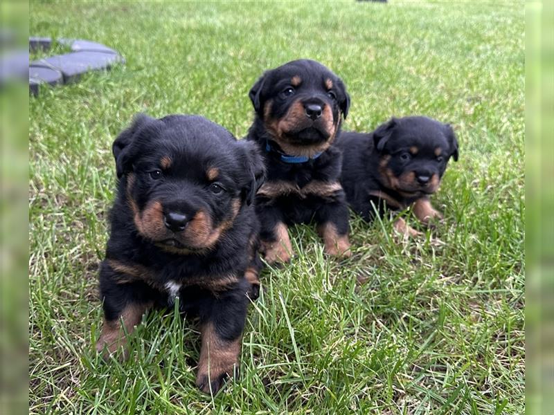 Reinrassige Rottweiler Welpen