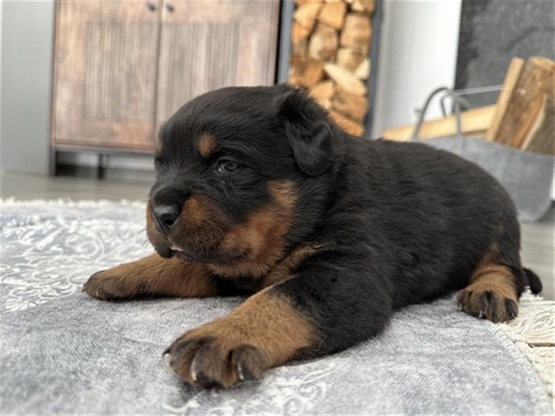 Reinrassige Rottweiler Welpen