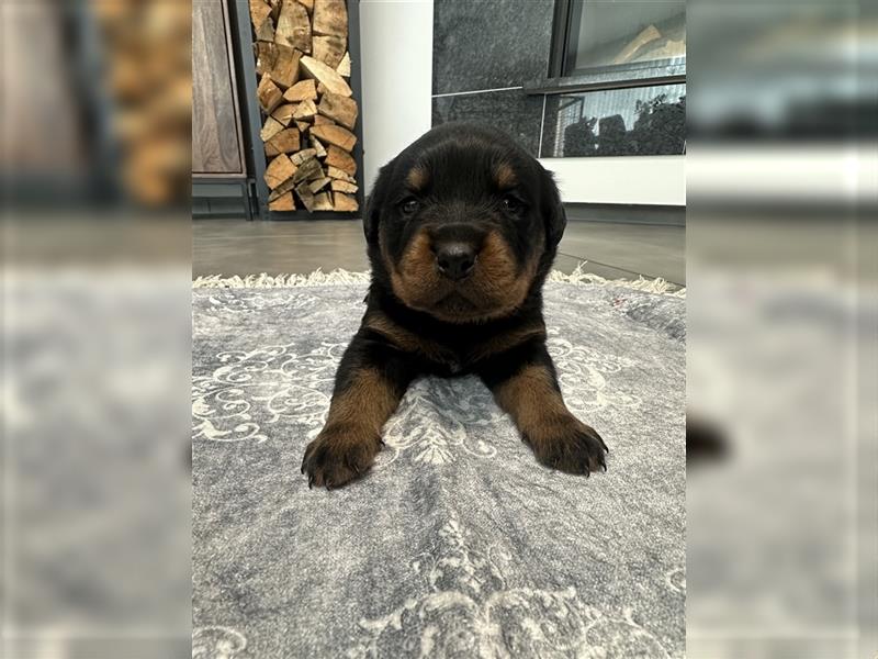 Reinrassige Rottweiler Welpen