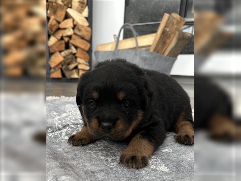 Reinrassige Rottweiler Welpen