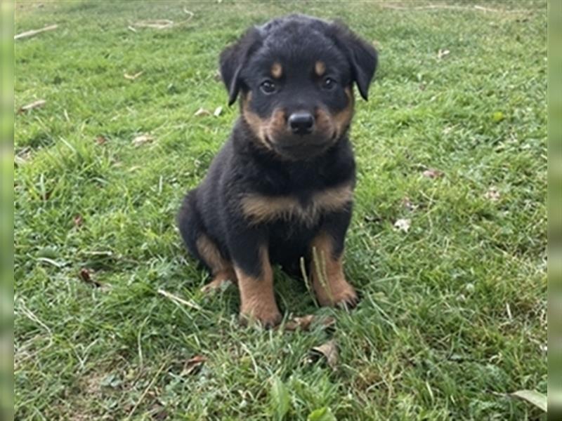 Rottweilerwelpen