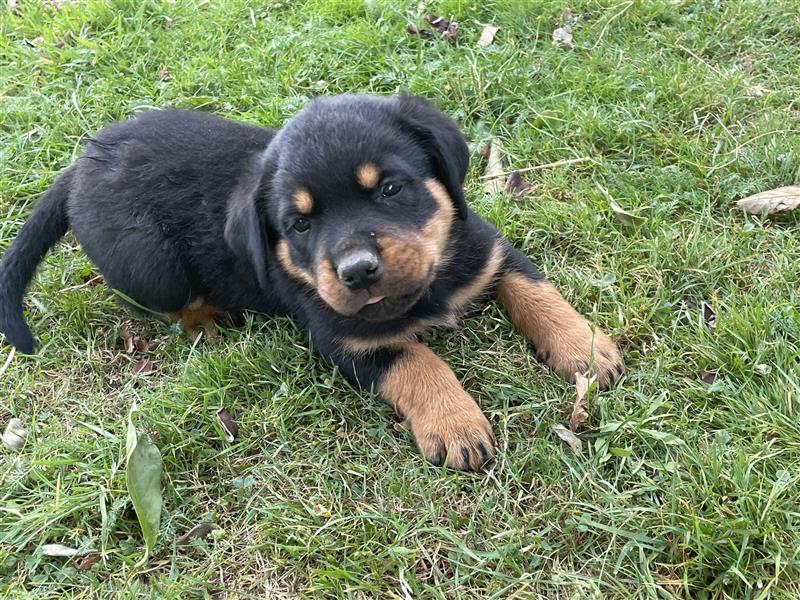 Rottweilerwelpen