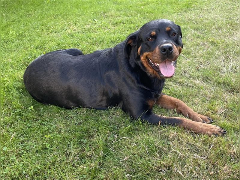 Rottweilerwelpen