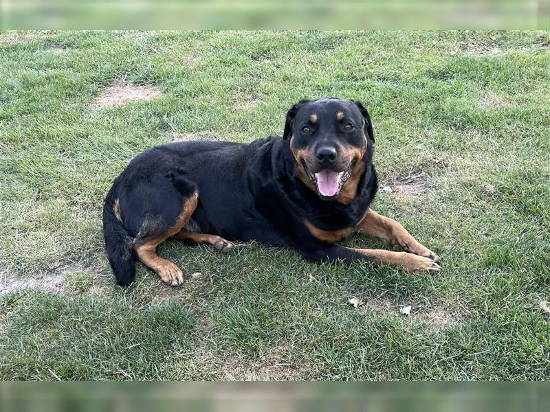 Rottweilerwelpen