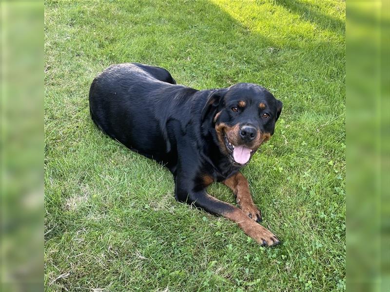 Rottweilerwelpen