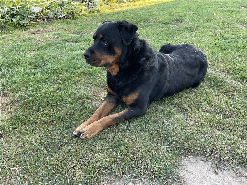 Rottweilerwelpen